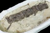 Cretaceous Fish (Xiphactinus) Articulated Vertebrae in Situ - Kansas #143496-5